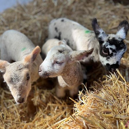 The Snuggery Broadclyst Daire Exeter Dış mekan fotoğraf