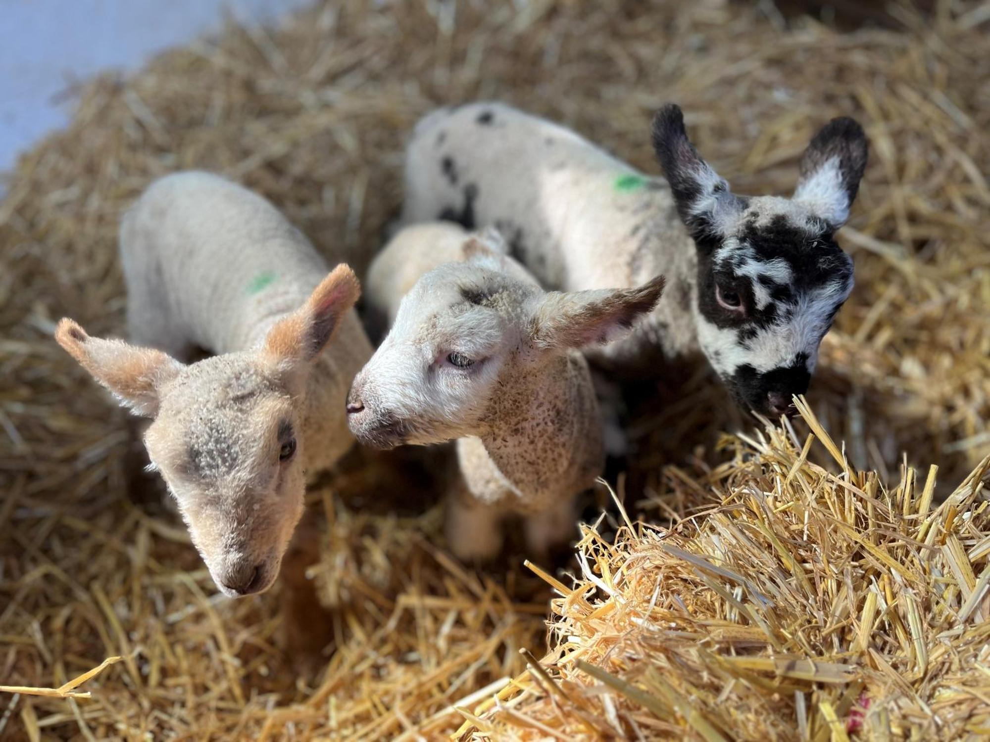 The Snuggery Broadclyst Daire Exeter Dış mekan fotoğraf